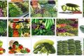 Indian Vegetables to Lose Weight