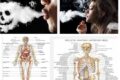 Smoking Effect on Body Parts