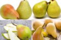 Benefits of Eating Pears Fruits